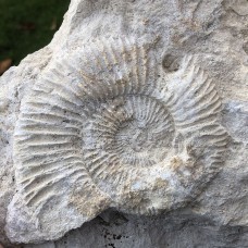 Perisphinctes sp.